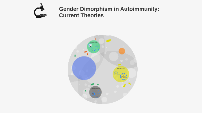 Gender Dimorphism In Autoimmunity Theories By Olivia Dineen 2918