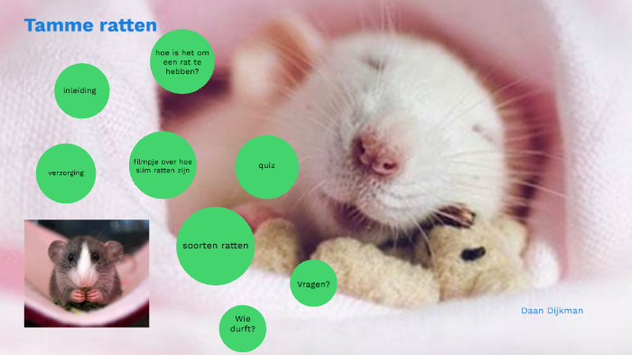 Tamme Ratten Mijn spreekbeurt over tamme ratten by Susanne Peet on Prezi