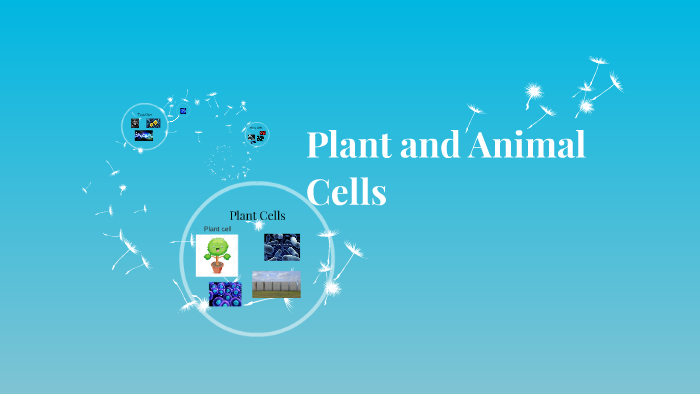 Plant and Animal Cells by Anastasiya St on Prezi