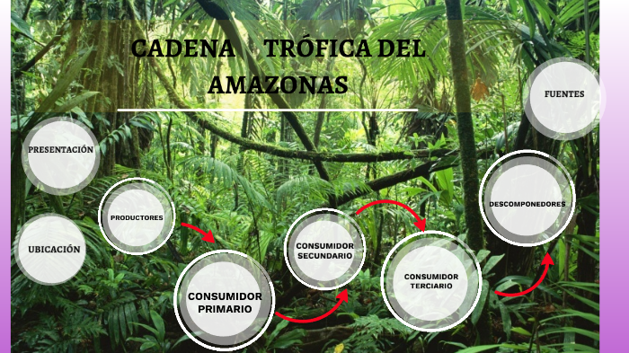 Cadena trófica by maria camila culma cifuentes on Prezi