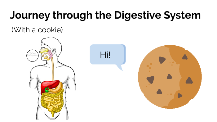 Digestive System by M H on Prezi
