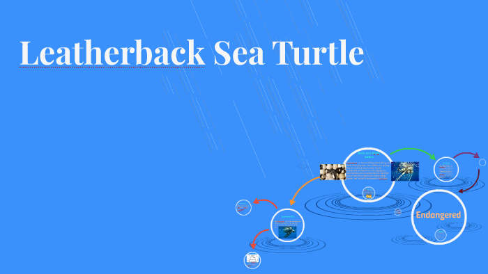 Leatherback Sea Turtle by Jules Turner on Prezi