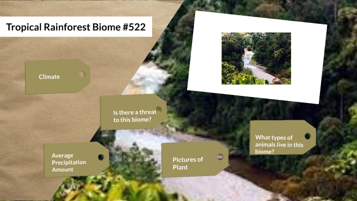 Tropical Rainforest Biome 522 By Lela Dennis