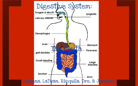 Digestive System by Ricquila Frank