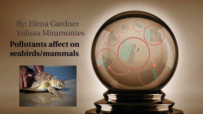 Oil Spills Affect On Seabirds Mammals By Elena Gardner