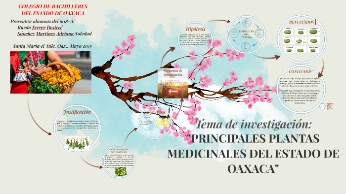 Principales Plantas Medicinales Del Estado De Oaxaca By Desi Ree