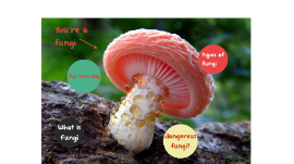 Fungi By Ava Brooks