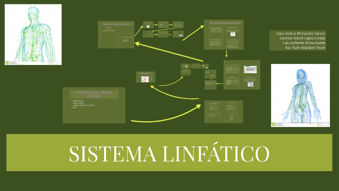 Sistema Linfático By Joyce Hernàndez On Prezi