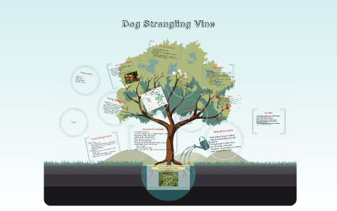 dog strangling vine on trees