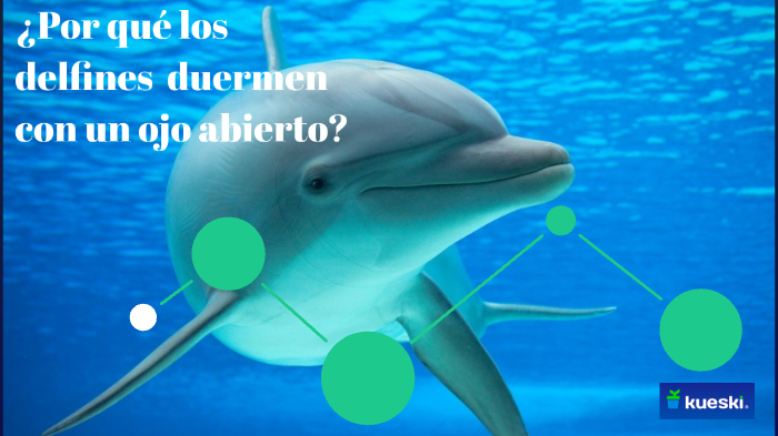 ¿Por qué los delfines duermen con un ojo abierto? by Brenda Morales on