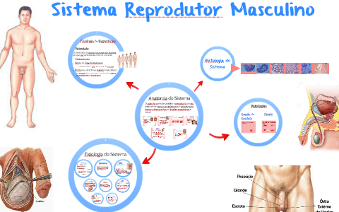 Patologias do sistema reprodutor