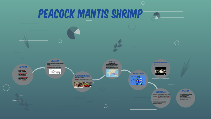 Featured image of post Steps to Prepare Mantis Shrimp Food Web