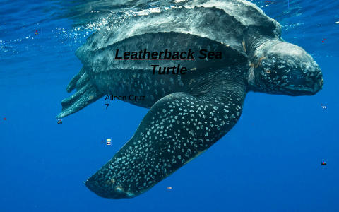 Leatherback Sea Turtle by Aileen Cruz on Prezi