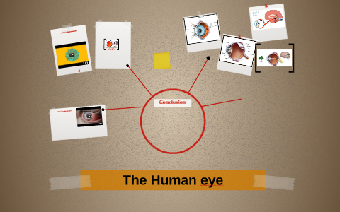 The Human eye by madison mchenry on Prezi