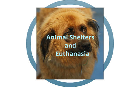 euthanasia shelters animal