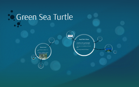 Green Sea Turtle by Susanna Bucklin on Prezi
