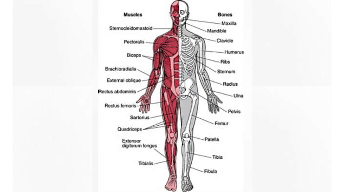 Muscular System Assessment Project by Mason Miller on Prezi