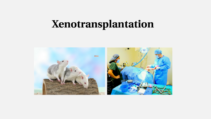 what is xenotransplantation essay