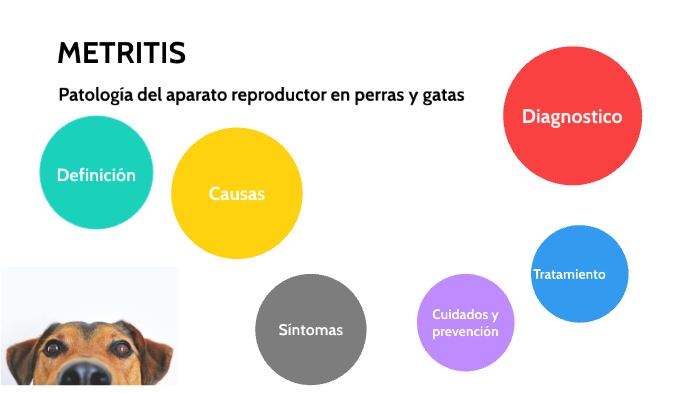 Metritis canina by Cristina Sánchez on Prezi