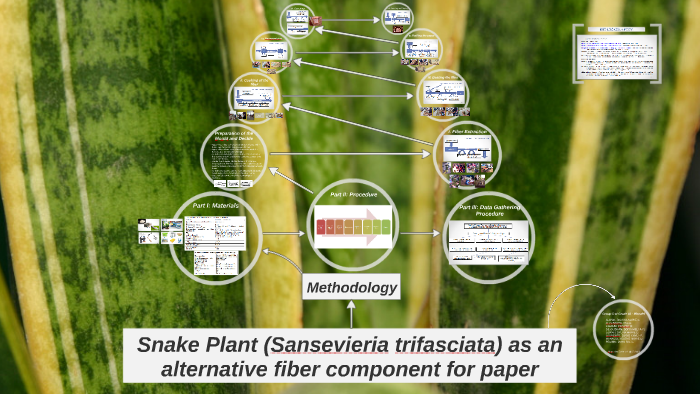 snake plant fiber research paper