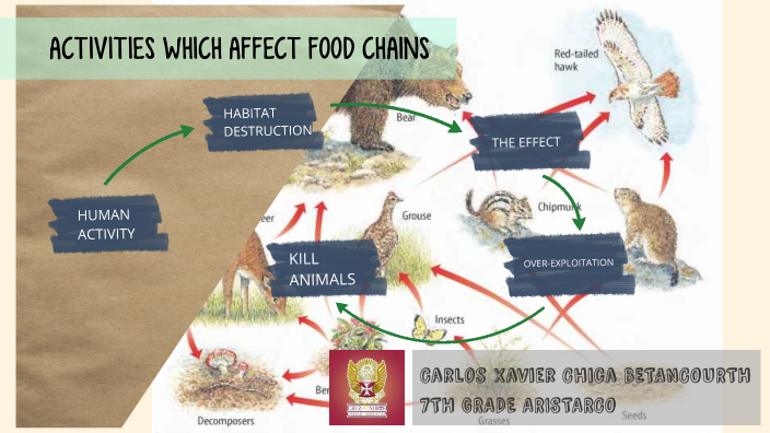 Activities wich affect food chains by VICENTE CHICA on Prezi Biology Diagrams