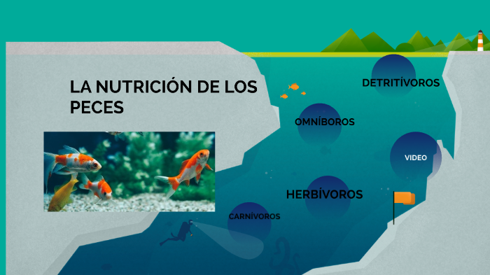 LA NUTRICIÓN DE LOS PECES by Araceli Encabo Jimenez on Prezi