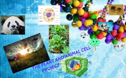 plant and animal cells by Jake Kobiloinsky on Prezi