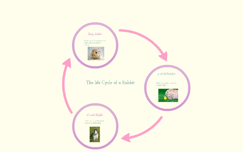 The Life Cycle Of Rabbit ( Bunny ) 