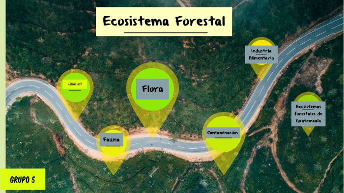 Ecosistema Forestal By Analu C 5489