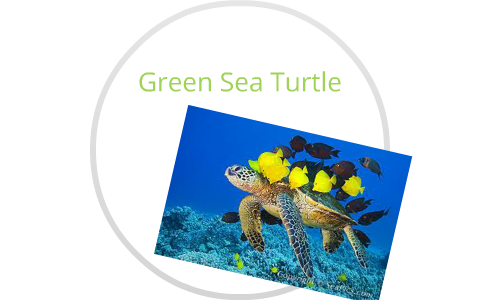 Green Sea Turtles by Payton Waynick on Prezi