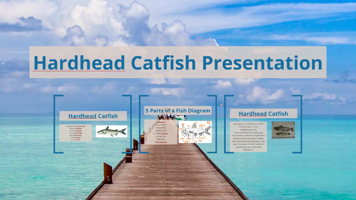 Hardhead Catfish Presentation By Roy Rainey