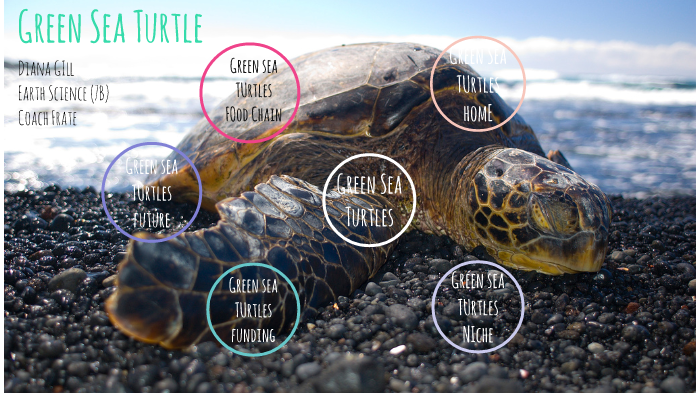 Green Sea Turtle by diana gill on Prezi