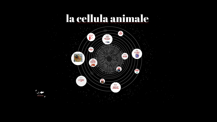 la cellula animale by on Prezi