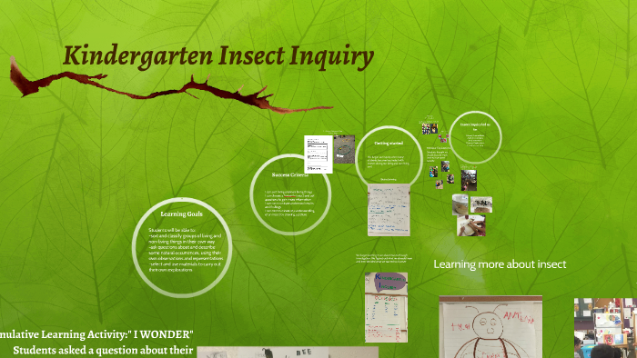 Insect Inquiry Kindergarten Insect Inquiry by Tiffany P on Prezi