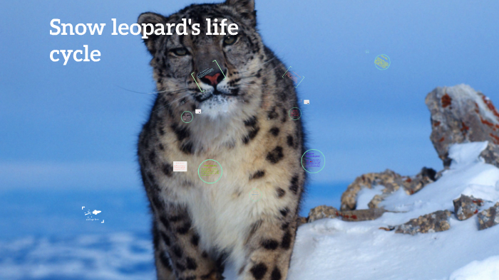 Snow Leopard Life Cycle By Samantha On Prezi