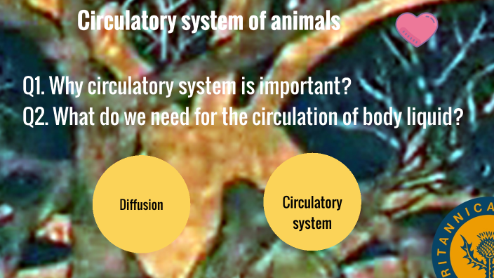 Circulatory system of animals by Fanni Asbóth