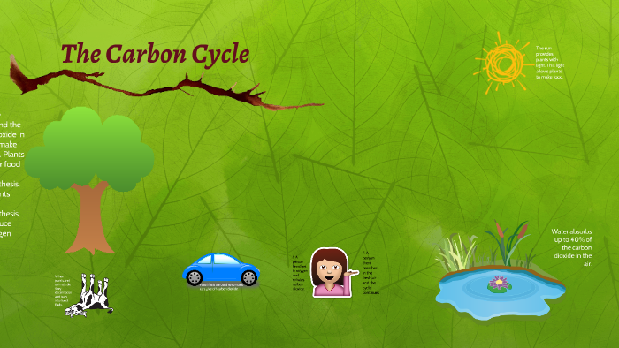 The Carbon Cycle by alex payne on Prezi