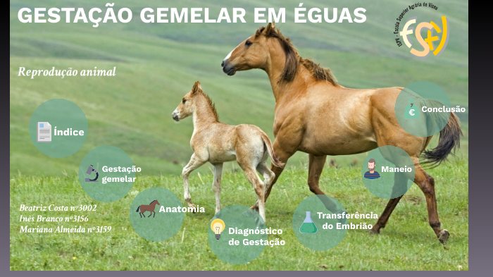 Gestação gemelar em éguas by Inês Branco on Prezi
