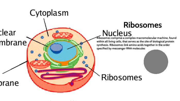 What is the structure and function of a Ribosome