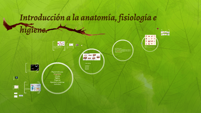 Introducción a la anatomía, fisiología e higiene. by Lilibeth Vázquez