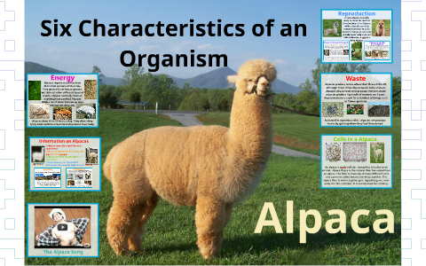 Cells in a Alpaca by Rana Mohammad Ali on Prezi
