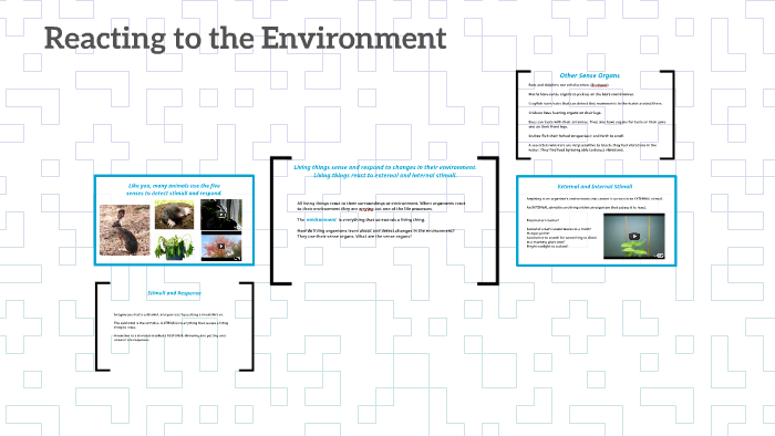 Reacting to the Environment by Emily Sheehan on Prezi