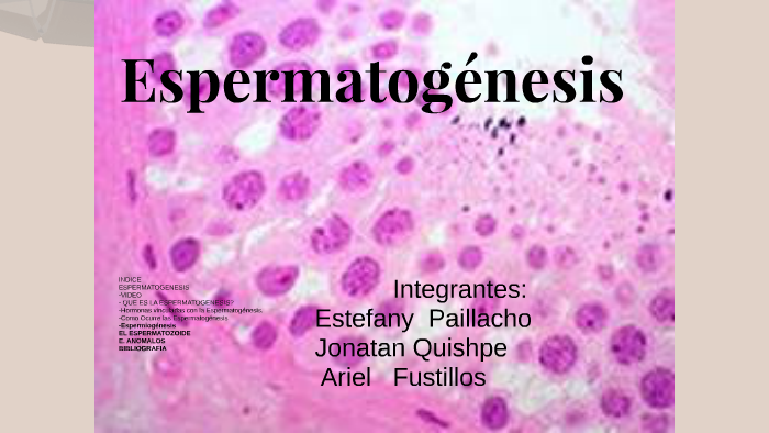 espermatogenesis histologia