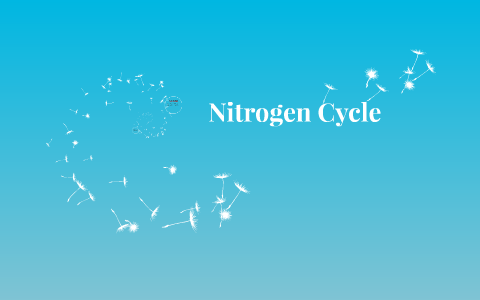 Nitrogen Cycle by Hannah B on Prezi