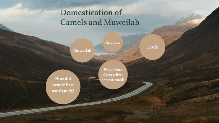 Domestication of Camels and Muweilah by Mallak Ahmad on Prezi