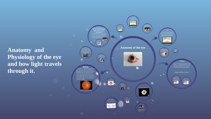 Anatomy of the eye by Daniel Calkin on Prezi