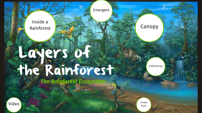 rainforest emergent layer