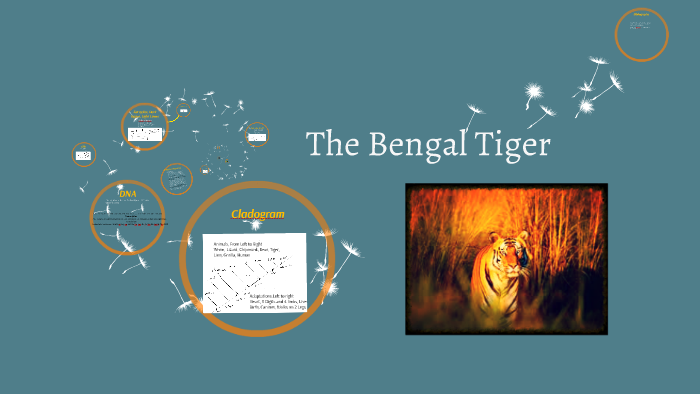 The Bengal Tiger by Matthew DeBacker