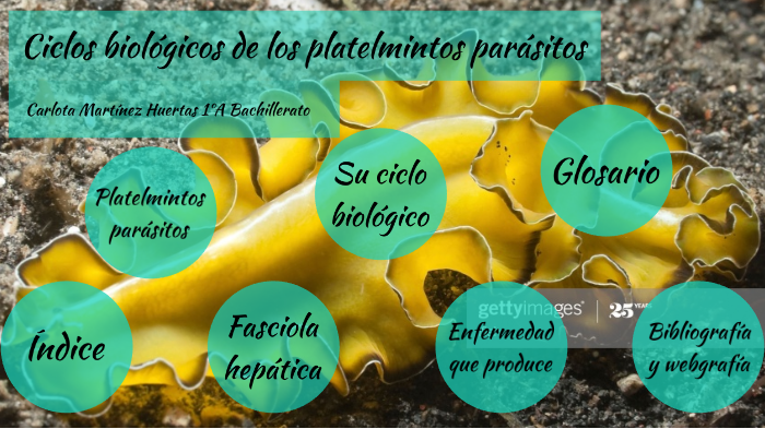 Ciclo biológico de los platelmintos by Carlota Martínez Huertas on Prezi
