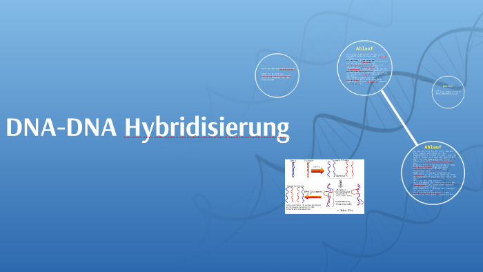 DNA-DNA Hybridisierung By Vivien Buchholz On Prezi